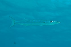 Other perchlike fishes Other perchlike fishes